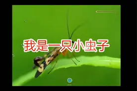 部编版语文二年级下册《我是一只小虫子》课文朗读