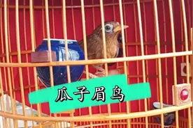 画眉鸟中的瓜子眉！视频封面