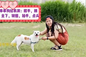 七年前收养的流浪狗爱坐电动车，会表演多种技能，聪明又可爱视频封面