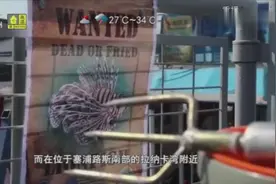 塞浦路斯发布通缉令，呼吁民众大量捕杀狮子鱼，这是为啥？视频封面