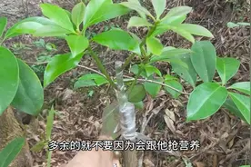 农村小伙在老的八角树上嫁接新品种 两个月后都长这么高了视频封面