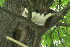 一只特立独行的猫！小时候被欺负逃上树，一住6年没下来！视频封面