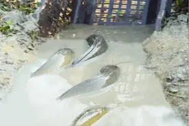 东南亚捕鱼陷阱，挖条水沟放个水果筐就能抓鱼，生态太好了视频封面