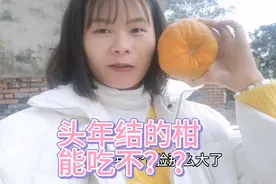 阳二妹吃头年柑，听说在农村头年结的柑小孩子不能吃，太奇怪了。