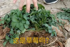 龙芽草：山里路边这种野草貌似草莓，有抗癌功效大家都认识吗？视频封面