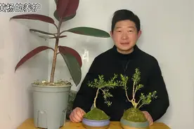 雀舌黄杨的冬季养护管理，提前做好这几点，黄杨枝叶繁茂生长快视频封面