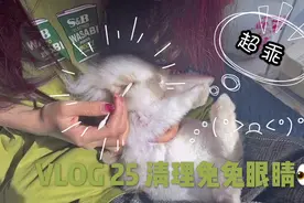 VLOG 25 兔子眼睛发炎了/给兔兔清理眼睛/好心疼ㅠㅠ