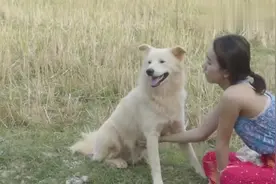 美女在田野间喂狗狗，这一幕真是太有爱了！视频封面