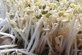 在家发绿豆芽的3个秘诀，4天就长成，一次成功，再也不买了视频封面