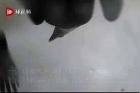 误打误撞！老鹰抓起运动相机飞向天空，飞翔第一视角被拍下视频封面