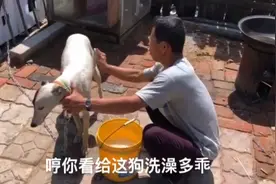 收养流浪猎犬第6天，今天气温22度给它洗洗澡，看看它乖不乖。