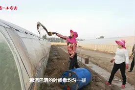 河南菜农居然在大棚上撒稀泥巴，了解之后才明白，原来是为了降温视频封面