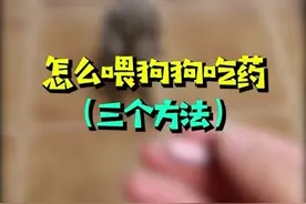 怎么喂狗狗吃药，三个方法，总有一个能成功视频封面