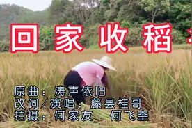 你回家收割稻谷了吗？在外打工的农村人，桂哥和你一起唱改编歌曲