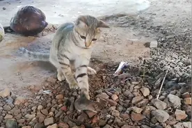 猫咪抓到大老鼠，不吃掉放在手里玩，鼠：求个痛快视频封面
