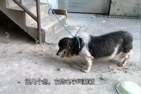 长寿狗15岁，眼瞎耳聋腿瘸，一出门就迷路，这狗什么品种啊？视频封面