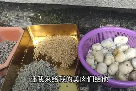 用这四种铺面石铺（多肉)，到底那个透气性最好，还省钱视频封面