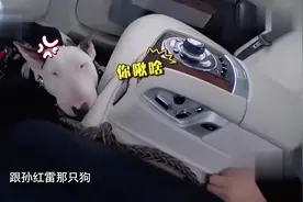 黄渤带狗坐车，车主一眼认出孙红雷“分身”，好搞笑！视频封面