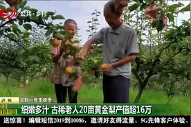 丰收季“黄金梨”成熟上市了，泸州古稀老人种植20亩产值近16万视频封面