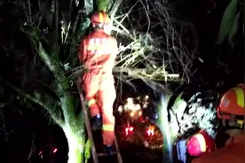 当心！小蛇盘踞树杈惊扰市民，消防员爬树捕捉视频封面