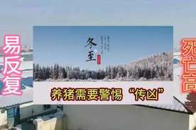治猪20年的“猪场老司机”，告诉您，传染性胸膜肺炎的综合防治。视频封面
