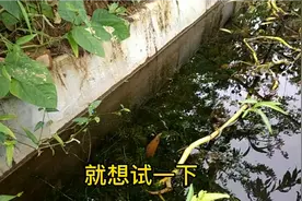 小李孵化虾苗实验，能成功吗？成不成功也要试试。视频封面