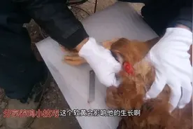 养鸡干货，如何治疗鸡卵黄性腹膜炎全过程。一起来长长见识吧！视频封面