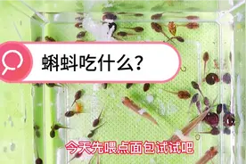 蝌蚪吃什么？家里喂养蝌蚪，据说可以给蝌蚪吃面包和鸡蛋黄视频封面