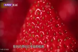 草莓吃多了会造成过敏性休克，究竟是何原因？一起看看科学调查视频封面