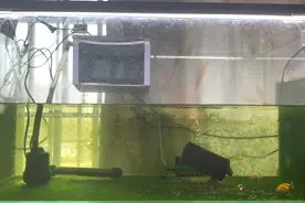 说说绿苔和养鱼的关系，有绿苔基本就能养好鱼，附送换水小技巧视频封面