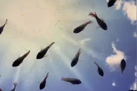 亲子身临其境看神秘海鱼，全景互动亮相深圳欢乐海岸海洋奇梦馆视频封面