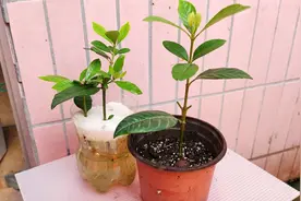 栀子花苗这样移栽 ，几乎没有死过苗，学会了，你也是移栽大神。视频封面