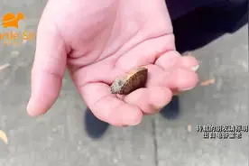 底沙对于养龟来说是否一定败坏水质，例如养巨头蛋龟「龟谷鳖老」视频封面