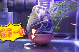 孔雀鱼越来越瘦，也不产子，最后挂掉了，是哪里出问题了呢视频封面