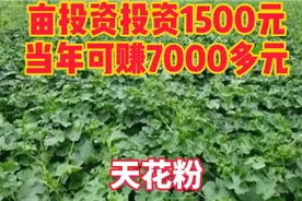 亩投资1500元，当年可获利7000多元视频封面