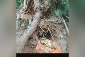 几十年的蜂二代告诉你，养蜂有证有补助，分享很快乐