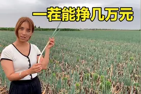 陕西宝鸡：农民开始种植这菜，种一茬下来，能挣好几万元！真不错视频封面