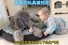 孩子和狗子抢玩具！狗的忍耐也是有限度的！视频封面