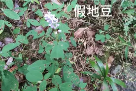豆科植物《假地豆》，农村路边山地都能见到它，大家来认知一下视频封面