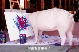 猪加索，这只猪的画，价值不菲，一起来看看吧视频封面