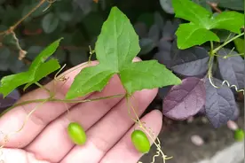 大城市突现的马㼎儿老鼠拉冬瓜对痔瘘等有独到之处视频封面
