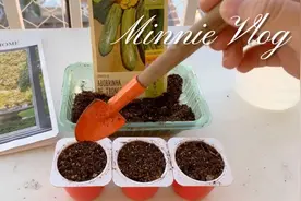 VLOG.西葫芦种植01 (Zucchini) 全程记录视频封面