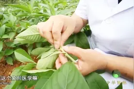 为什么睡药疗法可以在睡眠中治病？专家详细解释，快来听听吧视频封面