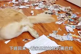 如果狗狗运动量不足，会有这几种表现，铲屎官不能忽视！视频封面