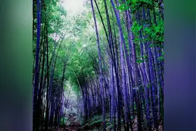 在风水学里家里可以种植竹子，具体有哪些品种呢！别乱种植视频封面