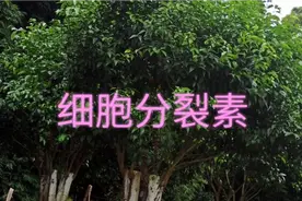柑橘修剪需要懂内源激素吗？细胞分裂素干什么的，钟氏修剪视频封面