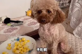 泰迪狗不吃狗粮，改吃玉米了，又能省一笔钱视频封面