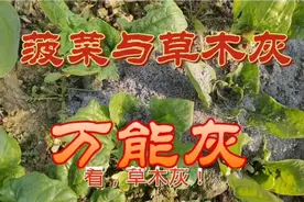 菠菜撒了草木灰，抗病杀虫不烂根，古人把它被称为“万能灰”，赞视频封面
