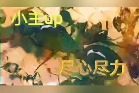 《暗月庄主蚂蚁帝国》养了两个月草地铺道蚁死光了？！