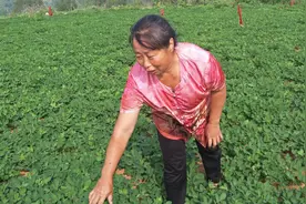 河南这个村野鸡野兔泛滥成灾，农村妈妈下药保粮，能治住野鸡吗？视频封面